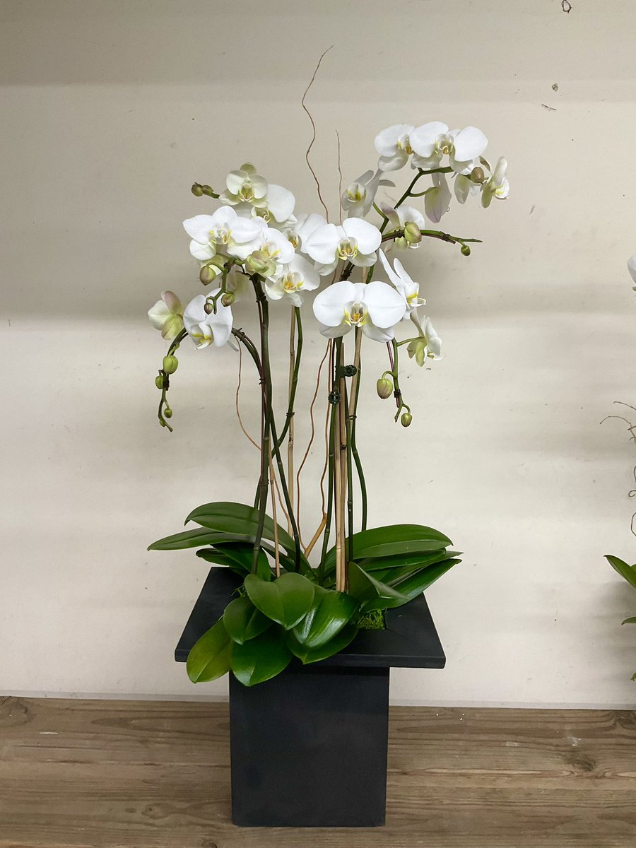 pac8orchids's tweet photo. Elegant with a white cascade orchid 🌿🌱🌸　#orchids #whiteorchids #orchidlover  #phalaenopsisorchid #cascadeorchids #plant #plantlife #plantpowered #orchidstore #pac8orchids #westlosangeles https://t.co/v3vhbSSYif