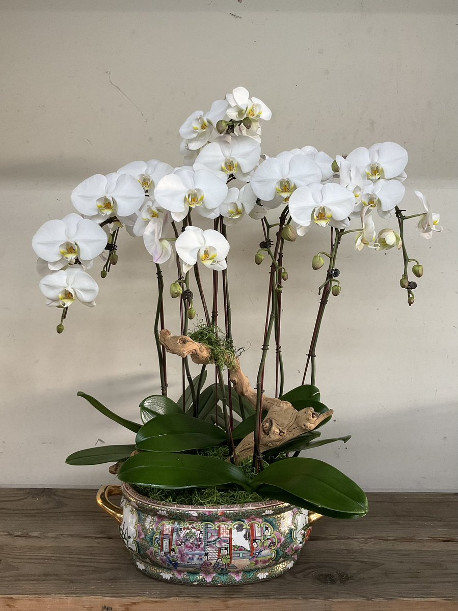Elegant with a white cascade orchid 🌿🌱🌸　#orchids #whiteorchids #orchidlover  #phalaenopsisorchid #cascadeorchids #plant #plantlife #plantpowered #orchidstore #pac8orchids #westlosangeles