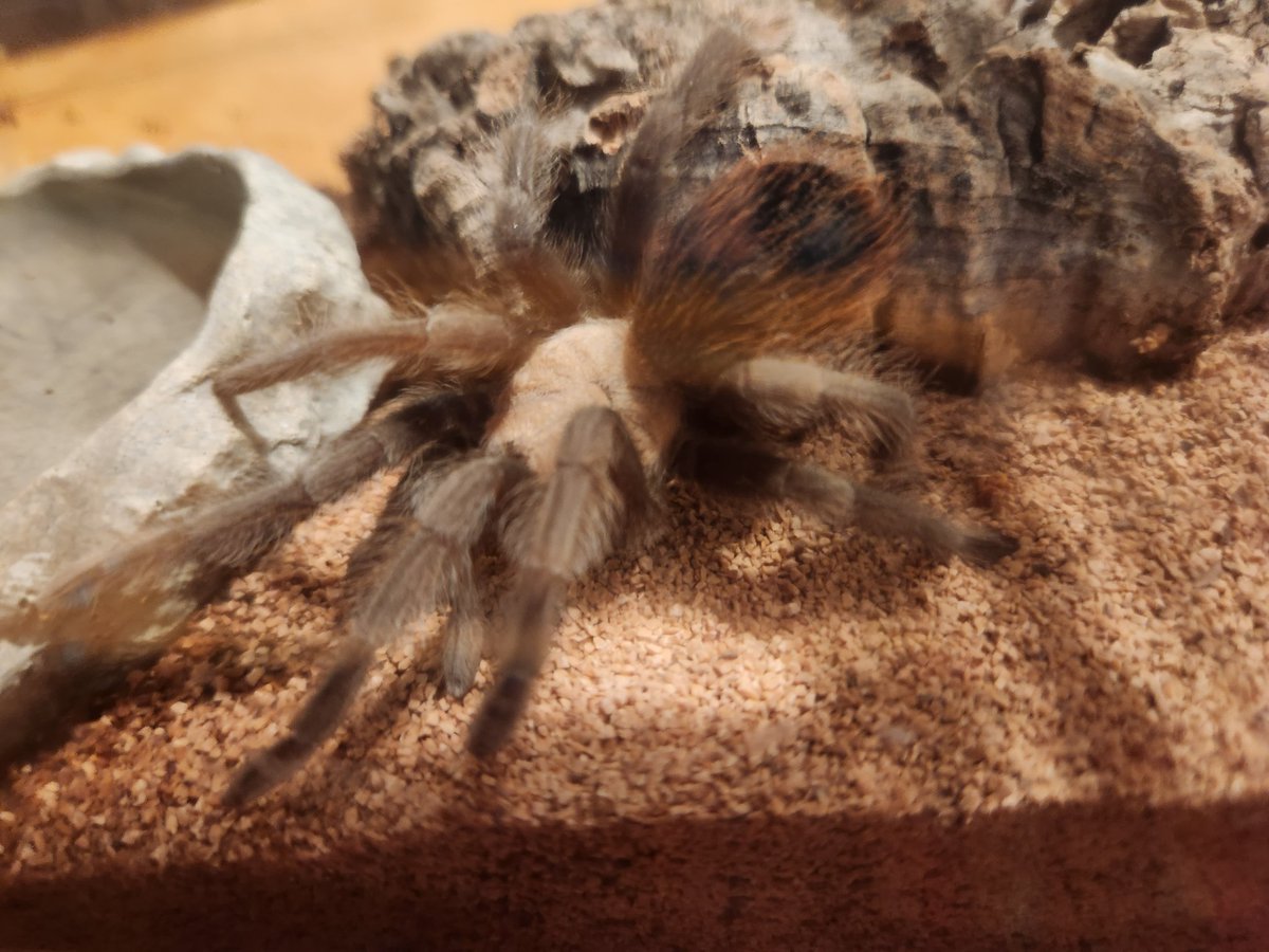 DradnatsGrown's tweet image. I got a new Donovan today #Spida #LetEmKnow