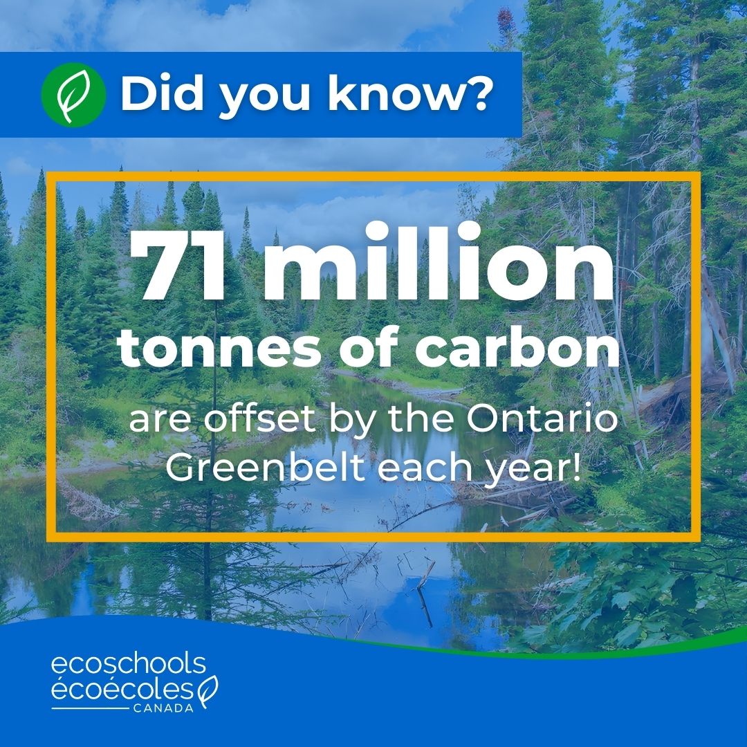 #DYK the Ontario Greenbelt offsets 71 million tonnes of carbon each year? 🌿 Explore the #GreenbeltBiodiversity action for a wealth of resources, plus funding opportunities for schools in the Greenbelt region. 🔗ecoschools.ca/greenbelt-biod… <a href="/greenbeltca/">Greenbelt Foundation</a>
