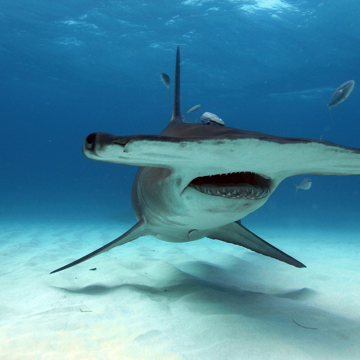 GraceT2024's tweet image. SHARK CHALLENGE 
TASK #1
#sharkchallenge #task1
#Scar #hammerheadshark @AMNTX18u @AMNTX18u_Jeff @coachnikolehigh @CoachHill2314 @JimyeVaughan