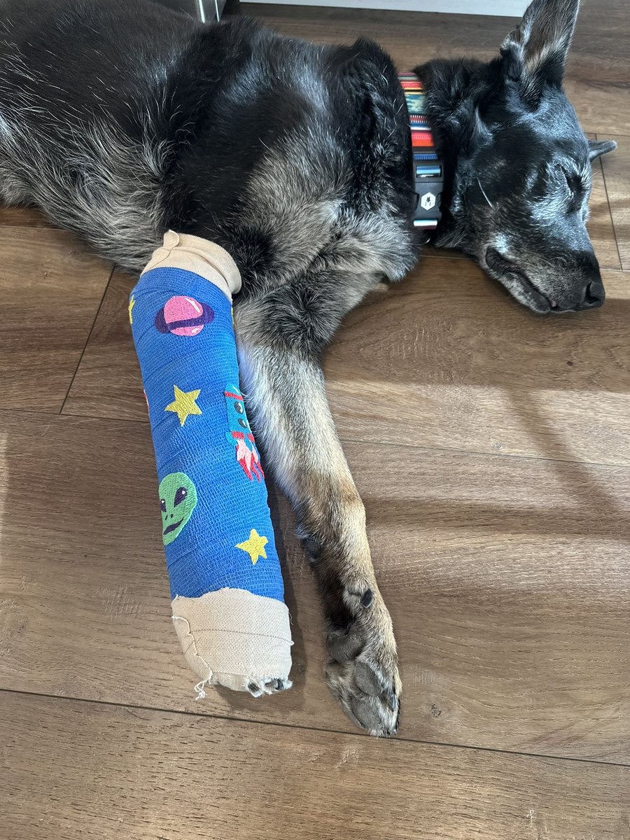 The pup (senior pup) broke her lil leg last week and has just been getting the absolute greatest cast designs I’ve ever seen 😂 
#doggo #art #seniorpups #GermanShepherd