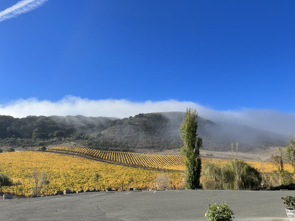 Schug Winery tweet media