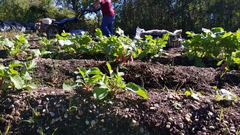 tamuhort's tweet photo. The Sustainable Agriculture Student Association (SASA) is dedicated to creating a space for students to experience, explore, share, and learn about the wonderful world of sustainable agriculture. #TAMUHORT 

🌿 Visit the link to learn more: https://t.co/NxzvsNFZhO https://t.co/VInqI3CkIp