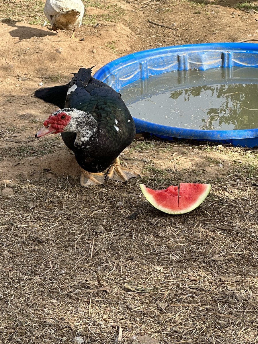 Big Drakeos favorite snack #MuscovyDuck #Waterfowl #Showduck