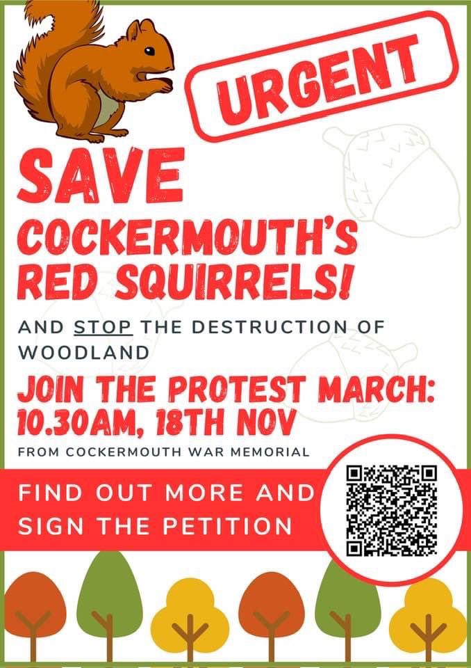 SAVE COCKERMOUTH’S RED SQUIRRELS! 🐿️ Join yours truly and many others on Sat 18th Nov for a PROTEST MARCH! To protect our precious native endangered reds and lots of trees from a ‘luxury’ development on a #nature corridor! #lakedistrict Please sign the petition too! 🙏👇