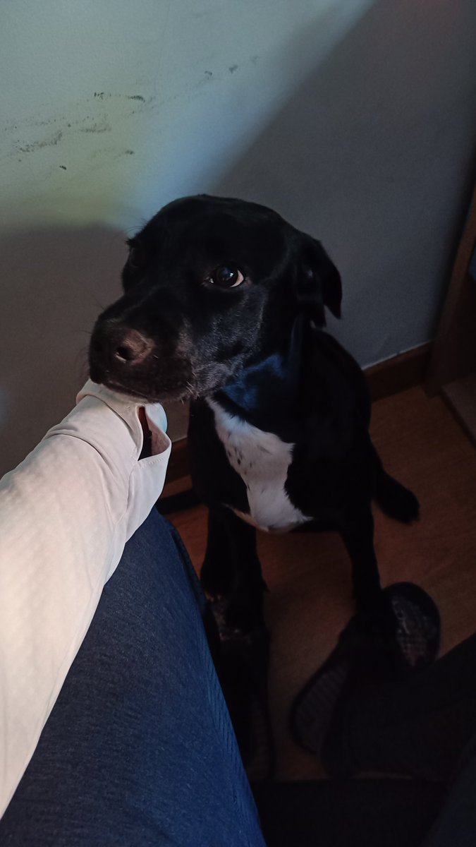 Pues al final Riki me está dando muchísima alergia y voy a tomar la decisión de darlo en adopción. Cachorro de 6 meses, mestizo labrador. Es super cariñoso y muy bueno con otros perros. Me urge darlo en adopción por la alergia, a ver si encuentra a quien merece #Adopcion