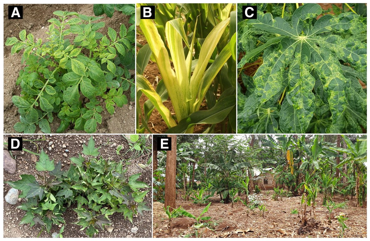 Check out the thoughtful open access article “New Technologies Provide Innovative Opportunities to Enhance Understanding of Major Virus Diseases Threatening Global Food Security” by @JanKreuze et al. in our new focus issue: doi.org/10.1094/PHYTO-… 🔓 @WJCuellar @IITA_CGIAR