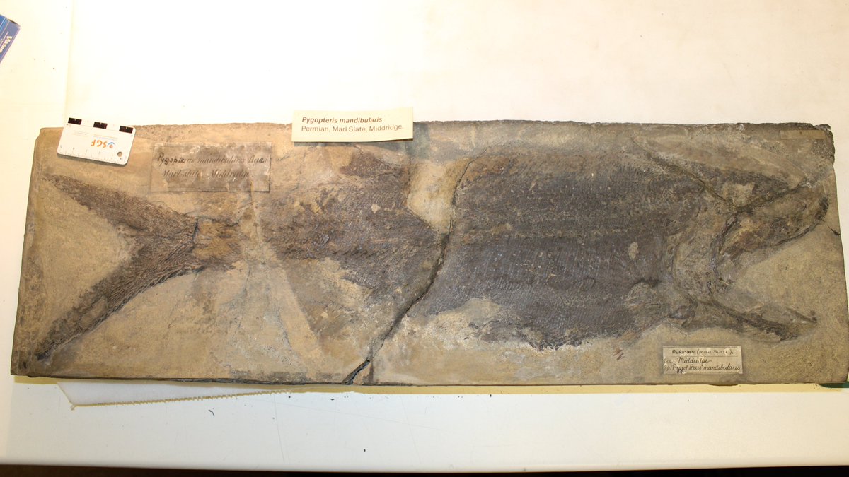 Fossils in t'hills tweet media