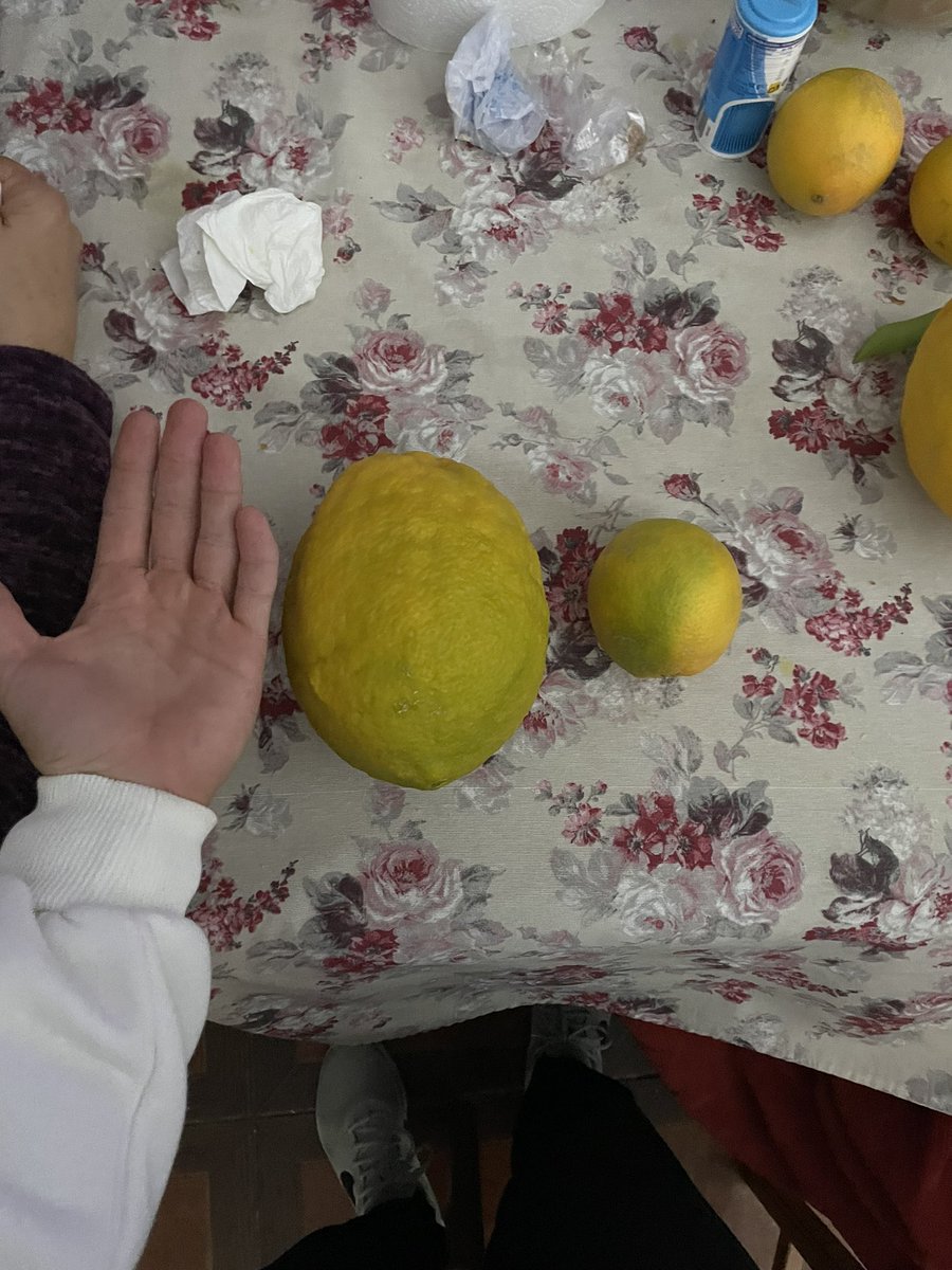 hugorodriguezza's tweet photo. Pequeña naranja https://t.co/AO56OBGS1B