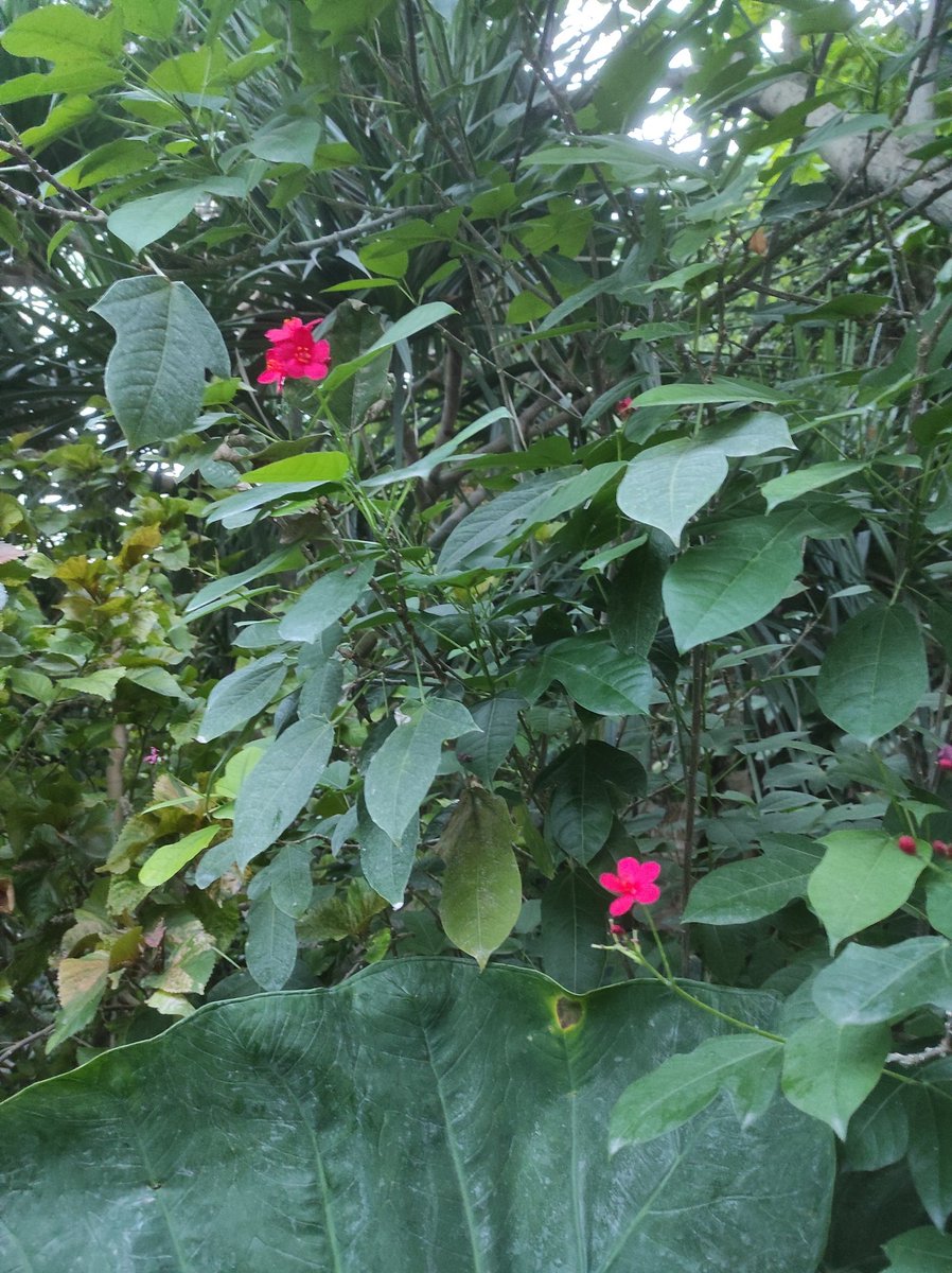 pepanthejets's tweet photo. 🌿🌼🌷🌿🌺🌹🌸🍀🌻💐🌷🍃 https://t.co/inh3xceTZU