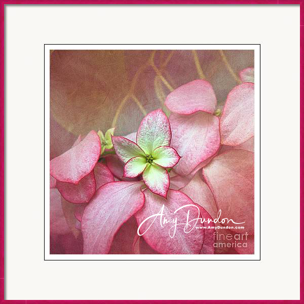 A Christmas favorite -  pink poinsettia flower!

amy-dundon.pixels.com/featured/pink-…

#holiday #poinsettia #homefortheholidays #pinkflower #holidaygreetings #artforyourhome #framedprint #pinkframe #happy #joyful