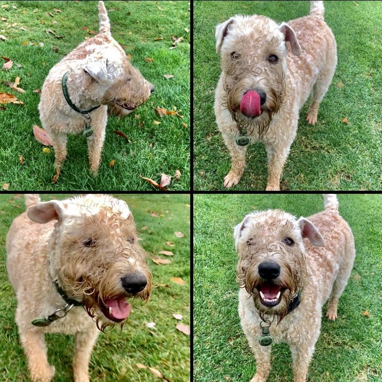 TerrierWheaten's tweet photo. 😄Every time Hoomom comes near me with the red stripe, I smile and get some more adventure time! So, keep smiling out there frens!!!😃
#wheatenterrier #dogsofx #dirtydog #mudmask https://t.co/EJeWlgUzRN