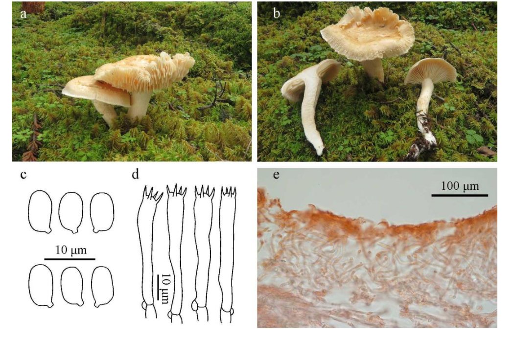 mycosphere.org/pdf/MYCOSPHERE… New study about phylogeny of Hygrophorus just released. Learn more in our open-access paper.