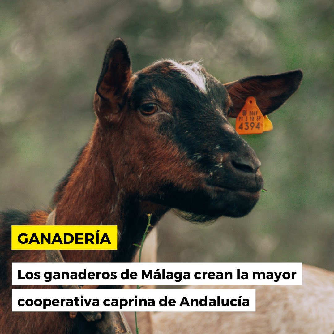 Las asociaciones de ganaderos Agasur y Agamma han creado Agammasur, la mayor cooperativa caprina de Andalucía. 

Con 300 ganaderías, principalmente en Málaga, generará unos 30 millones de euros en 2023.