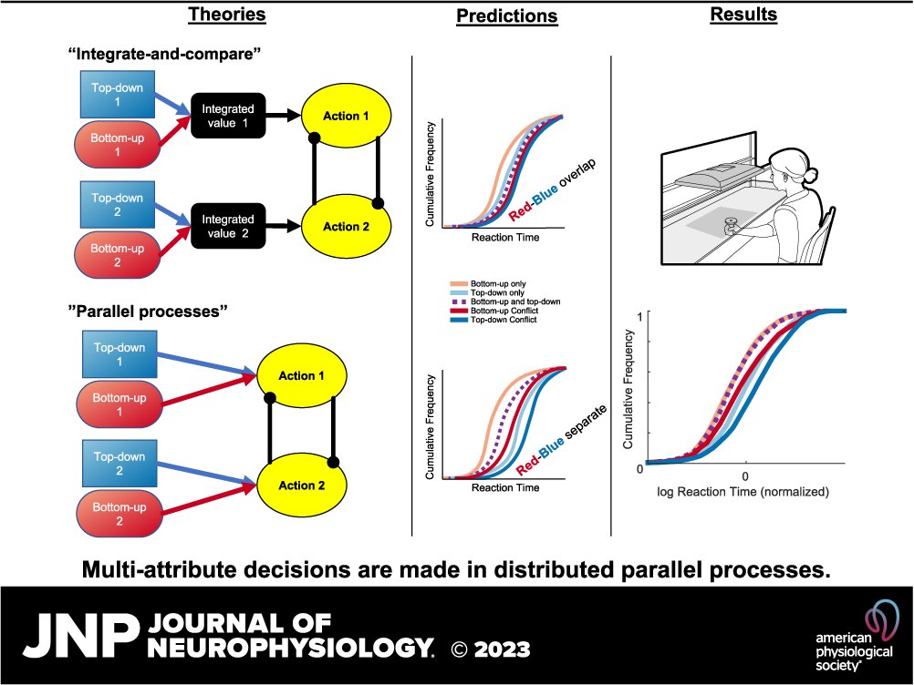 JNeurophysiol's tweet image. ➡Ayuno Nakahashi &amp;amp; Paul Cisek show that during value-based decisions, humans do not always use all reward-related information to make their choice, but instead can “jump the gun” using partial information.
ow.ly/EwPy50Q2bwt
#DecisionMaking #MultiAttribute #ResponseConflict