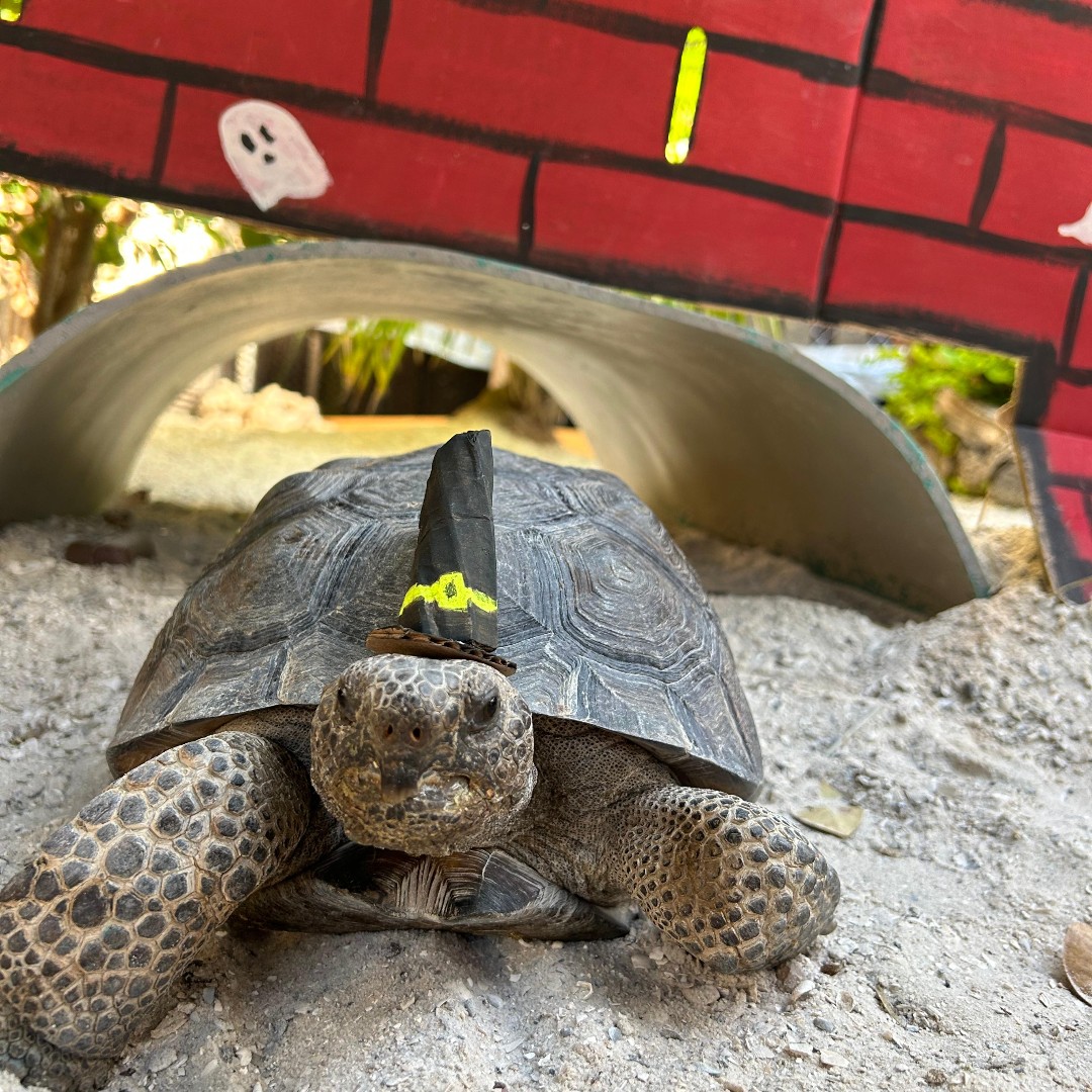 Pepito + hats 🥹

Visit #MoteAquarium any day of the week, and you might get lucky enough to see Pepito debuting a new hat made by our dedicated staff 🎩🧢👒🎓

#MoteMarineLab #MyAZA  #CityOfSarasota #MySarasota #LoveFL