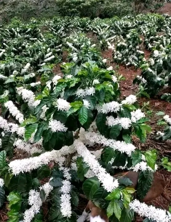 RightCohen's tweet image. DISCUSSION QUESTION:
Dear coffee farmers,
How long does a coffee tree take from the time is planting to the first harvest???

Comment, Like and Repost.
#LetsFarmTogether