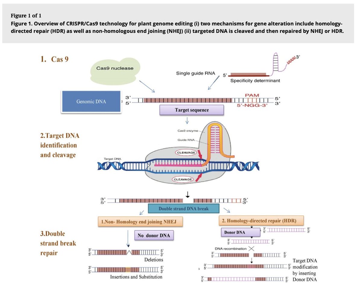 AgBioWorld's tweet photo. CRISPR/Cas9-gene editing approaches in plant breeding

https://t.co/7Hn7hLdPzE https://t.co/fxdCSlRV3v