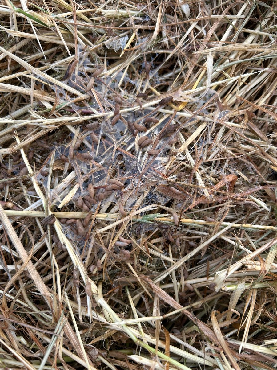 Despite a dry spring, still slug activity 🤦‍♂️