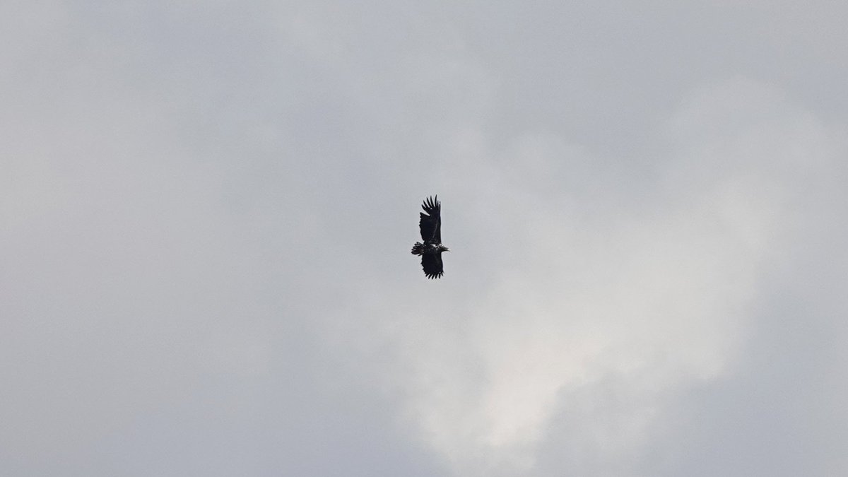 paulriley44's tweet photo. Big disturbance of birds on Blakeney fresh marsh when looking for the Cattle Egrets revealed a White-tailed Eagle circling then moving SE over Friary hills early afternoon. Great to see the nearby Waxwings at Wiveton too. https://t.co/8mnfzHHQDZ