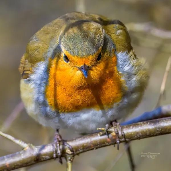 clickasnap tweet media