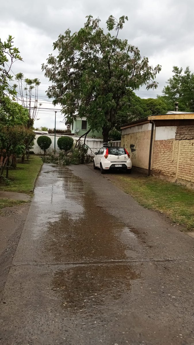cesar_camp's tweet photo. caída de rama de árbol en sector norte de Rancagua entre pasaje 33 con pasaje 44 @munirancagua @eltipografo @meganoticiascl https://t.co/Cl0oSyjRsA
