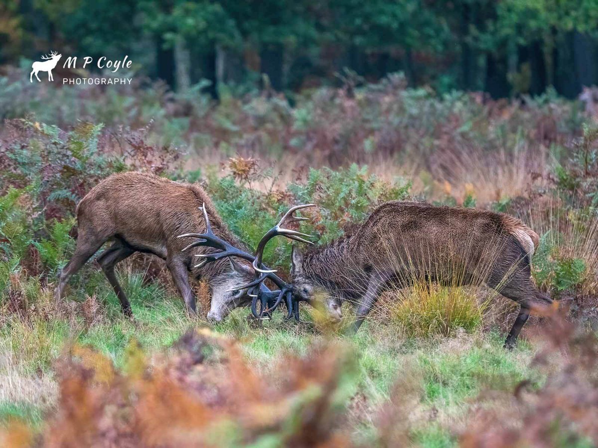 The power of nature, two of the biggest stags battle for dominance in Richmond Park. Michelle Coyle captured the mesmerising battle of these magnificent creatures. #RichmondPark #Stags #WildlifePhotography  #NaturePhotography #WildlifeCapture