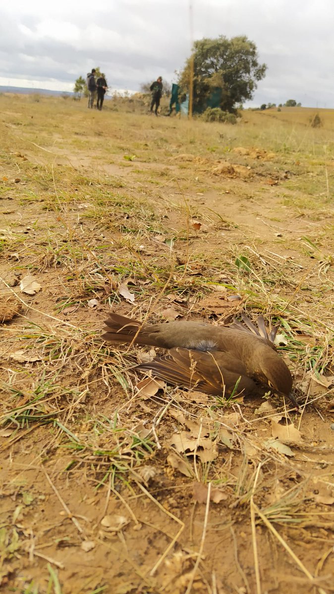 apamcyl's tweet image. A pesar de estar esta semana con #asambleas informativas y preparando movilizaciones.
Los #AAMM @jcyl
@naturalezacyl continúan patrullando y detectando infracciones de #caza con reclamo
#ExpolioCultural o emergencia #Incendios en el medio natural por vehículo ardiendo🔥 🚘🔥