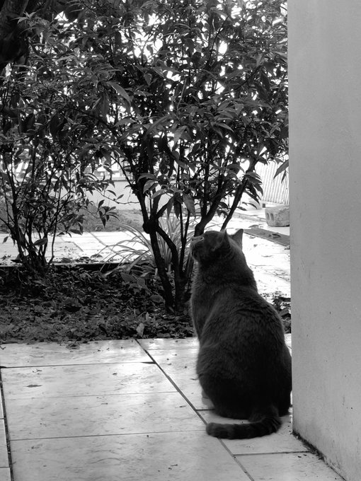 Apolo en el jard&iacute;n 🪴 https://t.co/RY2apd03S9