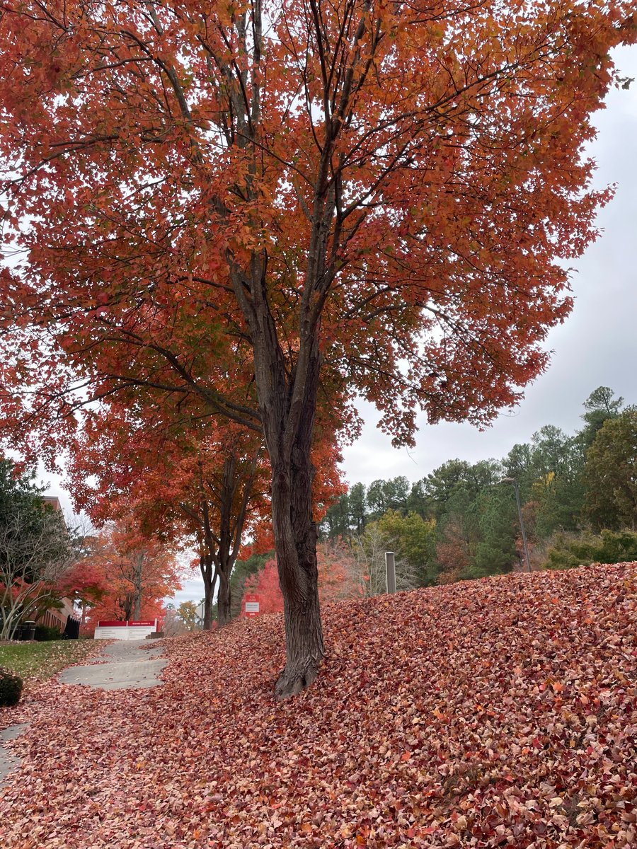 Even on a dreary day, fall on <a href="/CentCampus/">Centennial Campus</a> is perfect. 🍂🍂