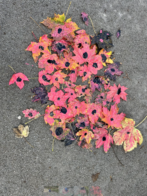 Our Lady & St Joseph's Primary School tweet media