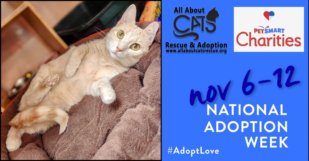 It’s Feline Furriday and it’s a great time to kick back and relax before our exciting National Adoption Week Weekend starts tomorrow! -Aja.
#felinefriday #adoptlove #nationaladoptionweek #petsmartcharities #catadoption