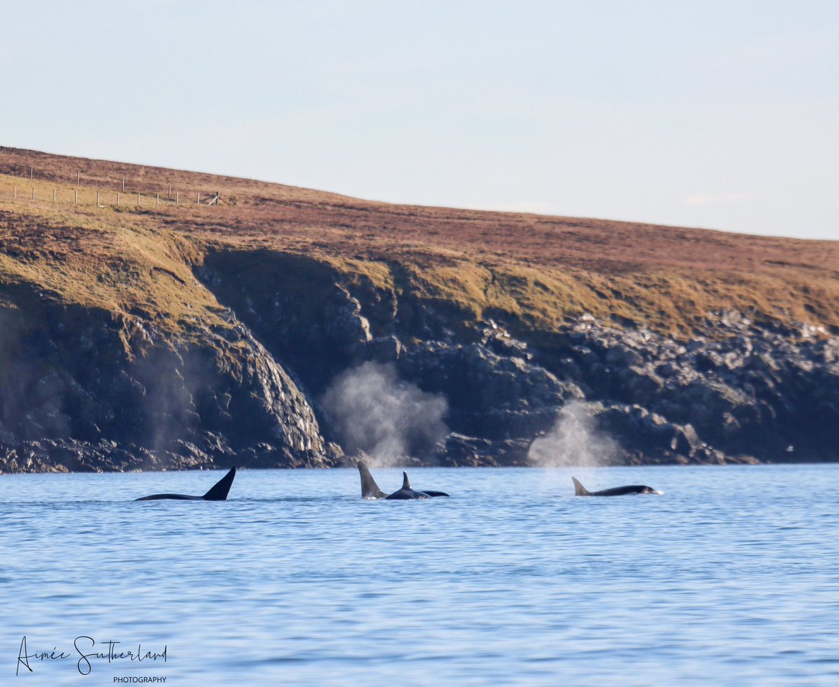 AimeeS74's tweet photo. What a fantastic week off work, doing what I love most getting outside with my camera and chatting with like minded people. Highlight of the week two encounters with the 27s Orca pod, can I get another before Tuesday 🫶🏻🤞🏻#shetland #orcas #wildandfree https://t.co/di1ILzPqQW