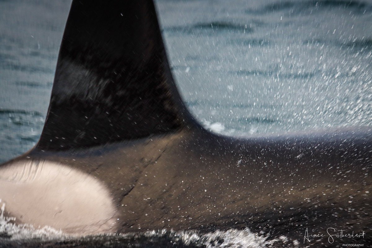 AimeeS74's tweet photo. What a fantastic week off work, doing what I love most getting outside with my camera and chatting with like minded people. Highlight of the week two encounters with the 27s Orca pod, can I get another before Tuesday 🫶🏻🤞🏻#shetland #orcas #wildandfree https://t.co/di1ILzPqQW