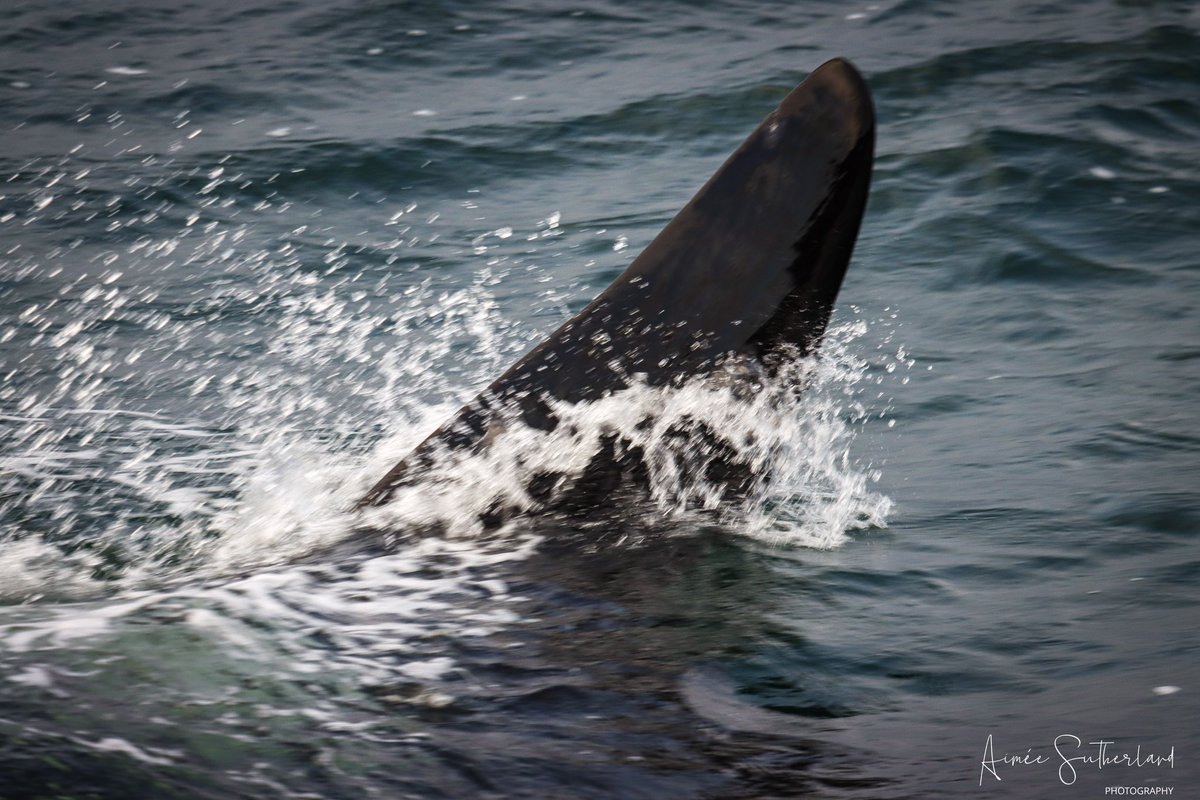 AimeeS74's tweet photo. What a fantastic week off work, doing what I love most getting outside with my camera and chatting with like minded people. Highlight of the week two encounters with the 27s Orca pod, can I get another before Tuesday 🫶🏻🤞🏻#shetland #orcas #wildandfree https://t.co/di1ILzPqQW