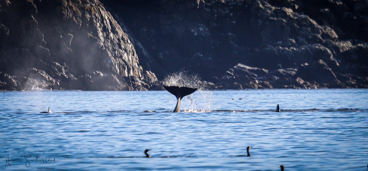 AimeeS74's tweet photo. What a fantastic week off work, doing what I love most getting outside with my camera and chatting with like minded people. Highlight of the week two encounters with the 27s Orca pod, can I get another before Tuesday 🫶🏻🤞🏻#shetland #orcas #wildandfree https://t.co/di1ILzPqQW