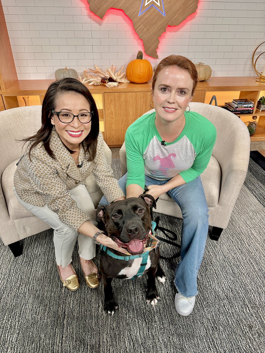 JenniL_KVUE's tweet photo. Look at sweet Fletcher is! He needs a home, especially now that @austinanimals is once again housing pets in crates bc of over capacity issues! https://t.co/JTzfT53P7B