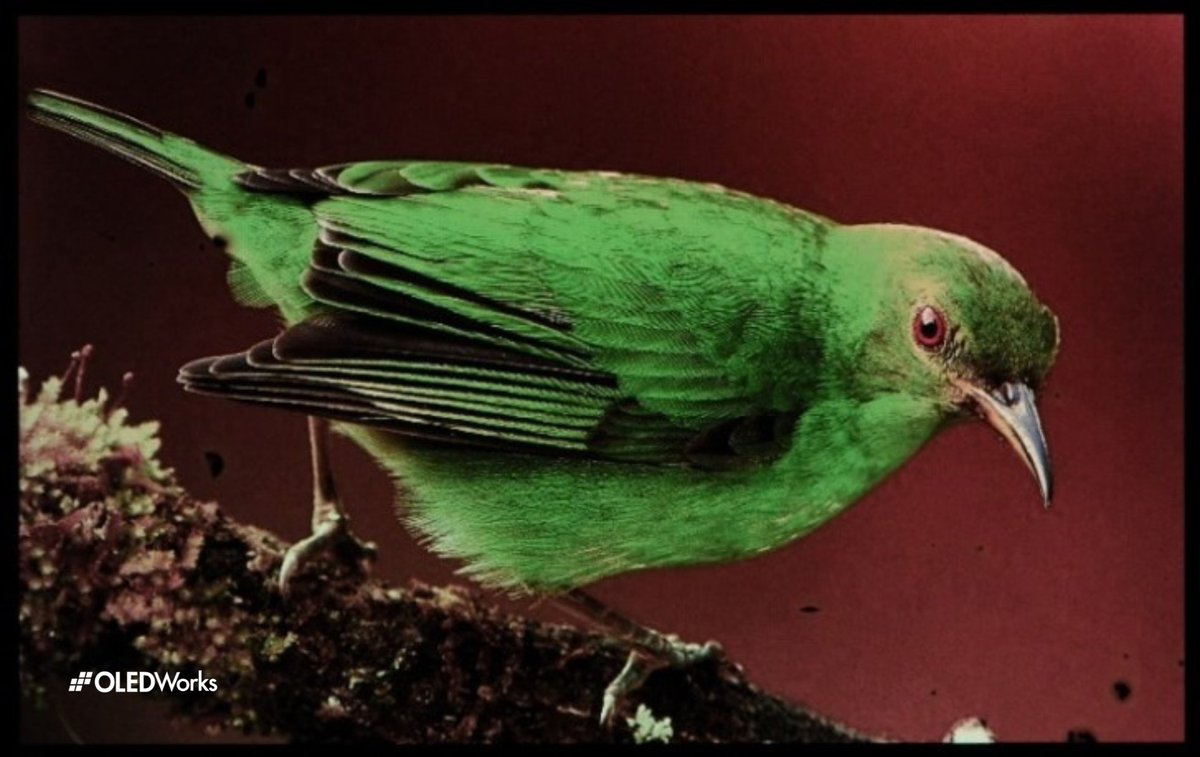 OLEDWorks's tweet image. Have you read our newest blog? 📖🤔

Seen here is a #microdisplay sample created by OLEDWorks for future AR/VR applications. [1/2]

#OLEDlighting #OLEDtechnology #OLEDs #OLED #OLEDWorks