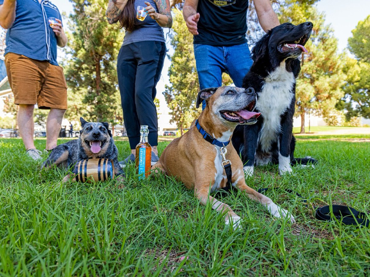The gang's all here, let the pawty weekend begin!

Need pawty favors for your next pup celebration?  Grab a Single Barrel Dog Collar and make it a special one that nobody will forget.

Get yours now -&gt; bit.ly/459VUdm