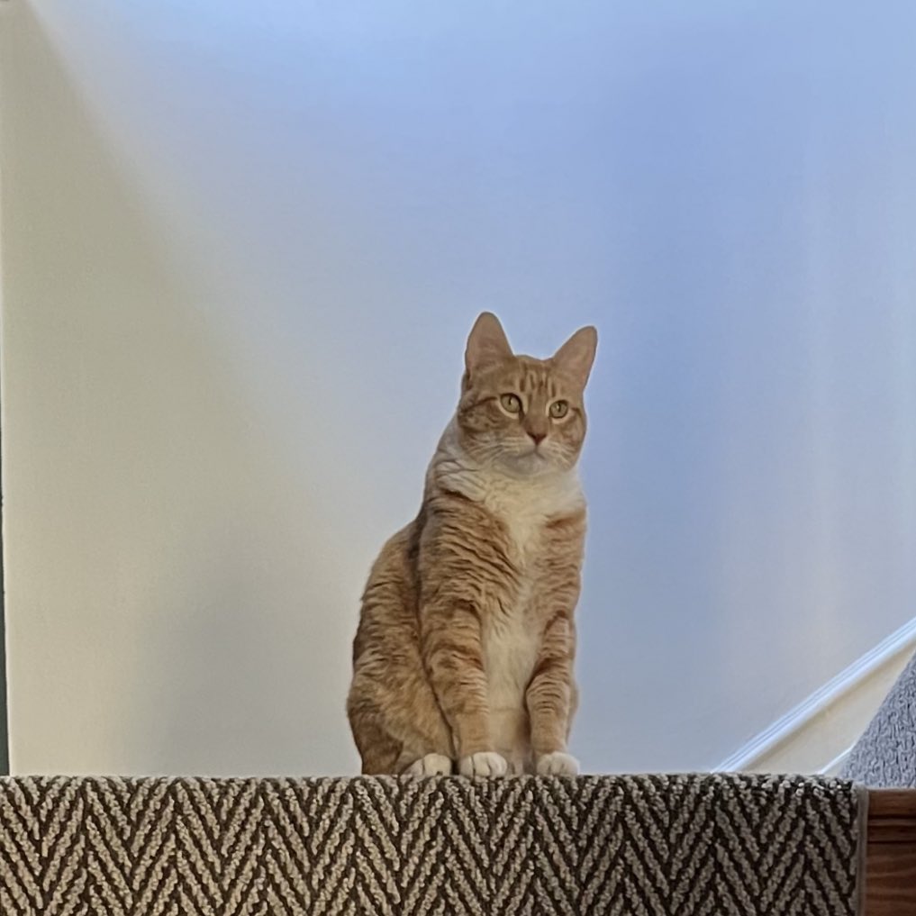 JortsTheCat's tweet photo. I forgot what I was going to do https://t.co/ybYilf77WC
