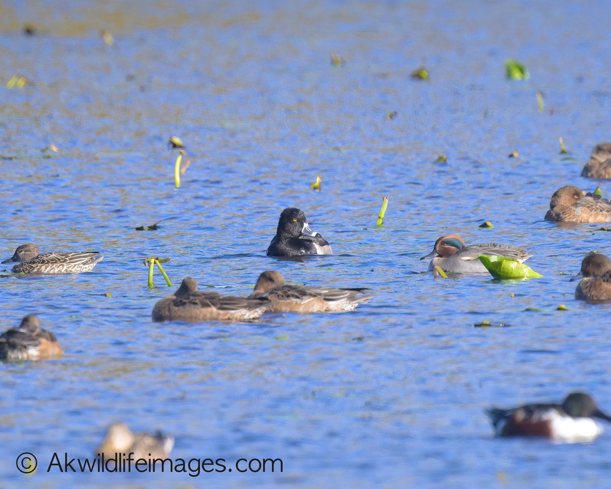 Andrew Kirby tweet media