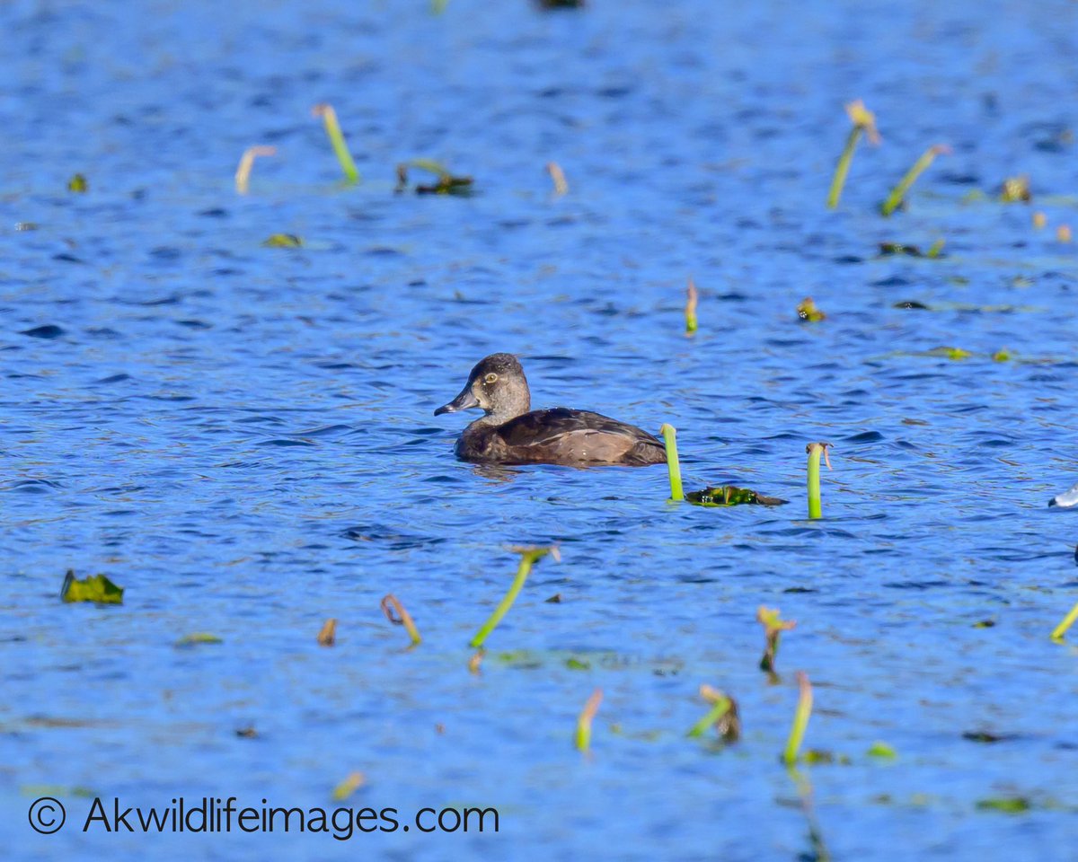 Andrew Kirby tweet media