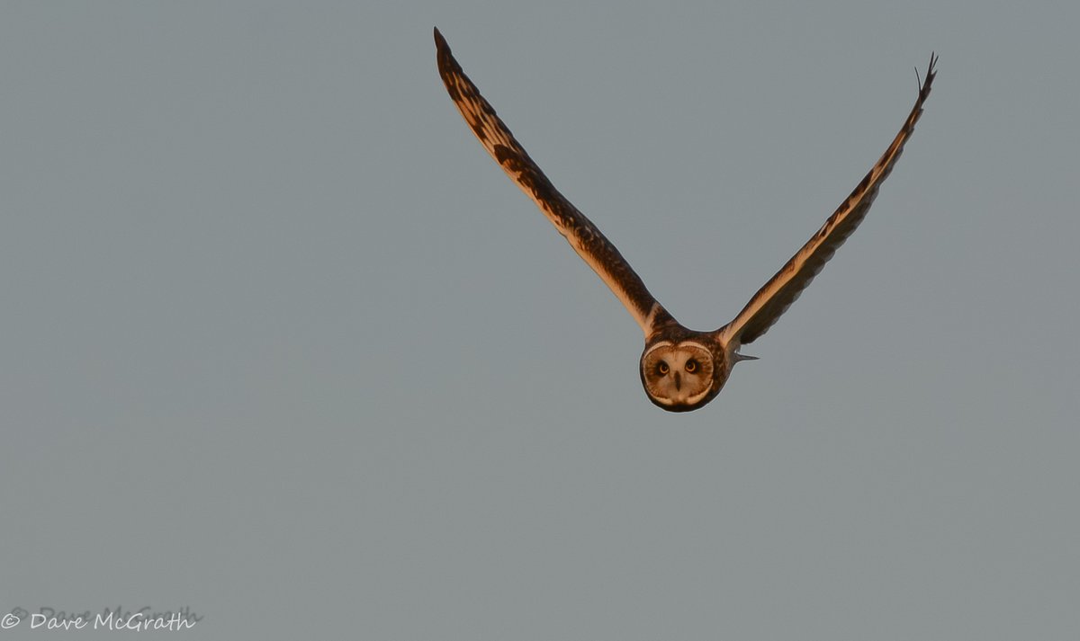 Dave McG tweet media