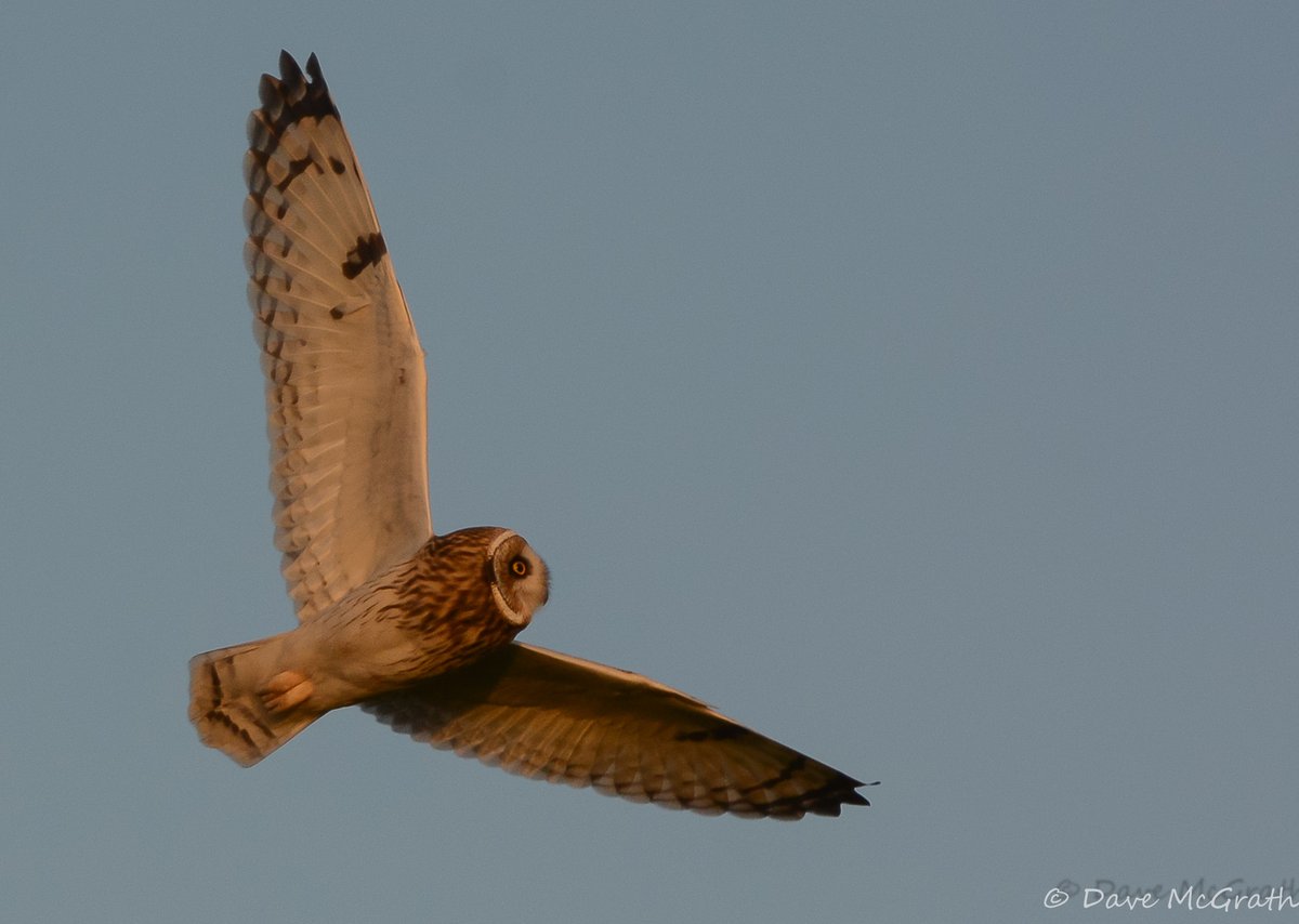 Dave McG tweet media