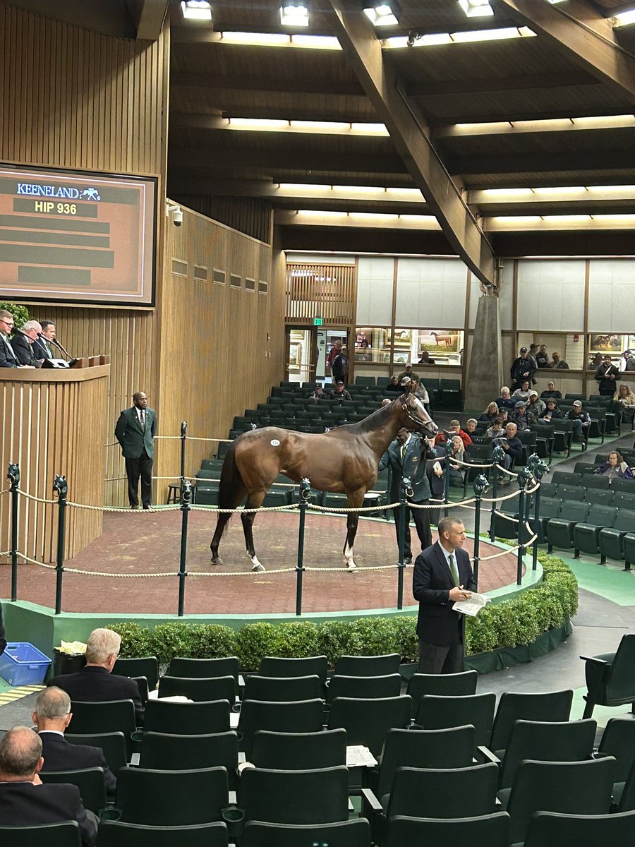 Graded stakes winner, BC Filly & Mare Sprint third #ThreeWitches in the ring at @Keeneland November