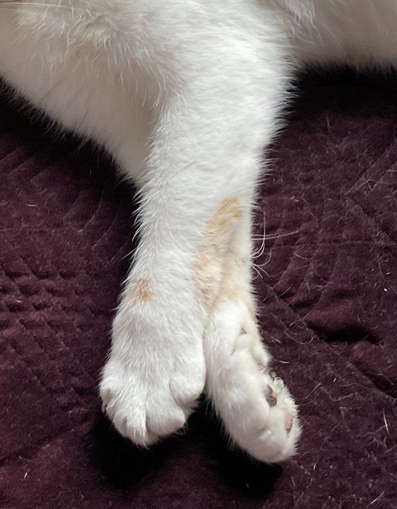 Tessie 💙 RIP Olly 🐾 Forever ♥️ for my Tigger🌈 tweet media