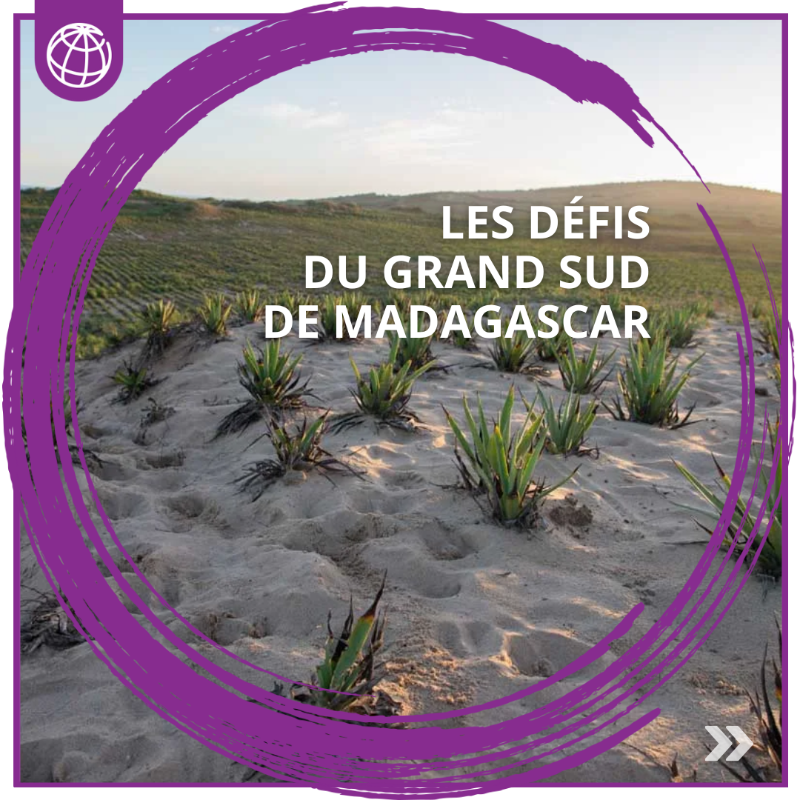 Banquemondiale's tweet photo. Pour lutter contre les défis auxquels fait face le Grand Sud de #Madagascar 🇲🇬, la @Banquemondiale collabore avec la @FAOenFrancais, le @CatholicRelief, le gouvernement, la fondation Tany Meva et la pop. locale dans le cadre du projet #Mionjo.
➡️ Swipez pour en savoir plus :