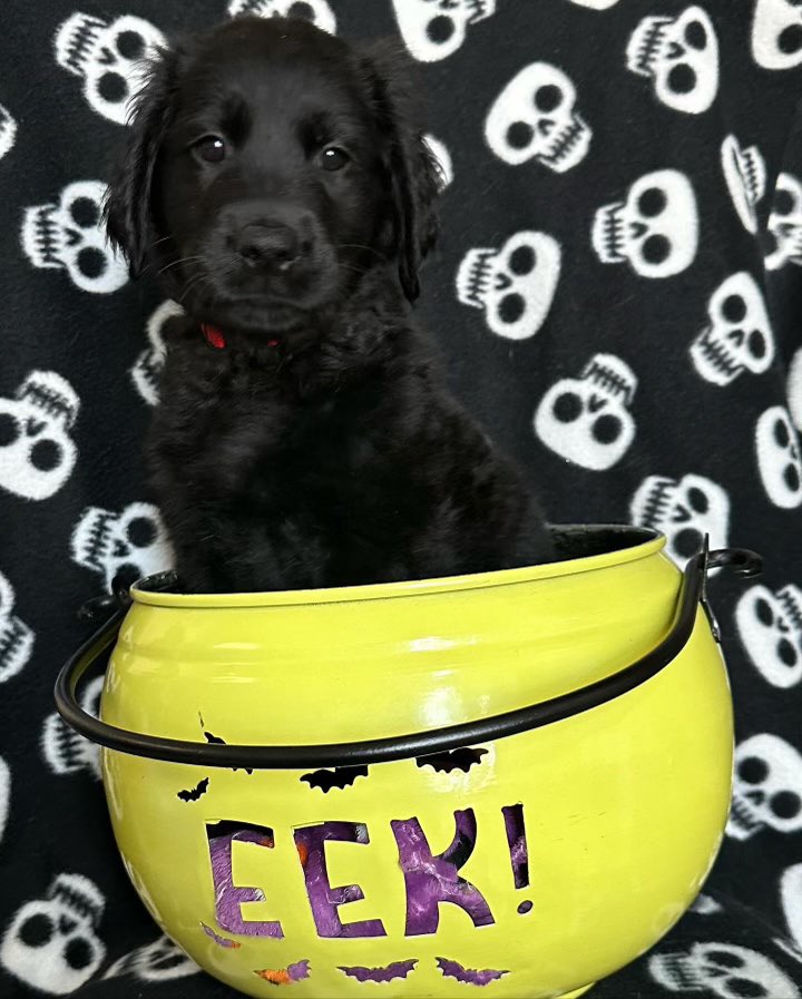 monikavigil123's tweet photo. Golden retriever Puppies available message me for more information https://t.co/hd1BGENgwo
