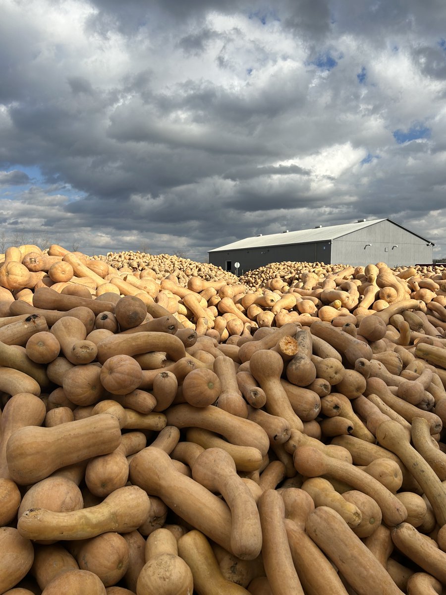ONProcessingVeg's tweet photo. Thanks #Nortera for today's tour of your #Ingersoll plant to see this mountain of #Ontariosquash cleaned, steamed, cut and frozen for fresh-from-the-field local food taste that goes all winter long. 
#ONProcessingVeg #frozenisfresh #ontag https://t.co/voFYBiywMk